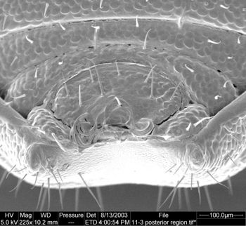 Media type: image;   Invertebrate Zoology 134647